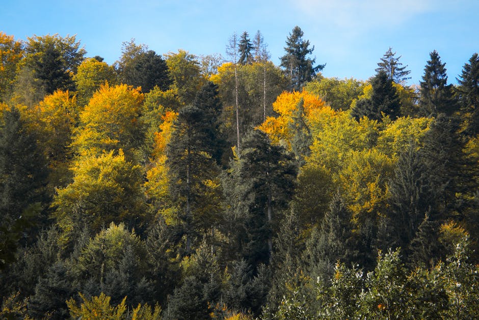 Autumn colors in Black Forest