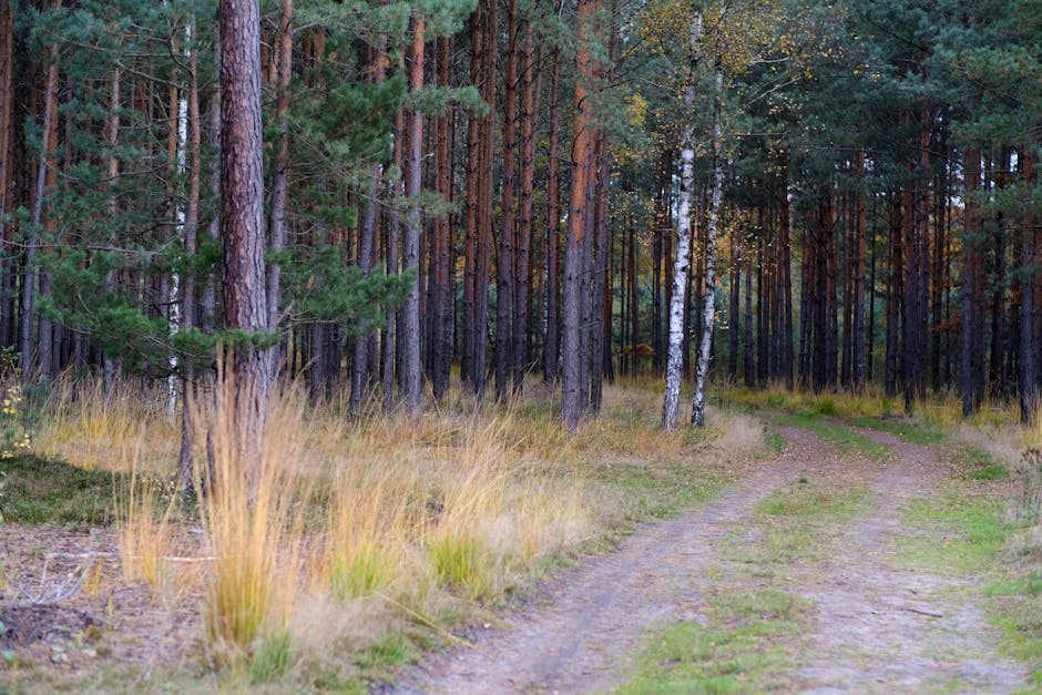 Autumn forest path in Poland