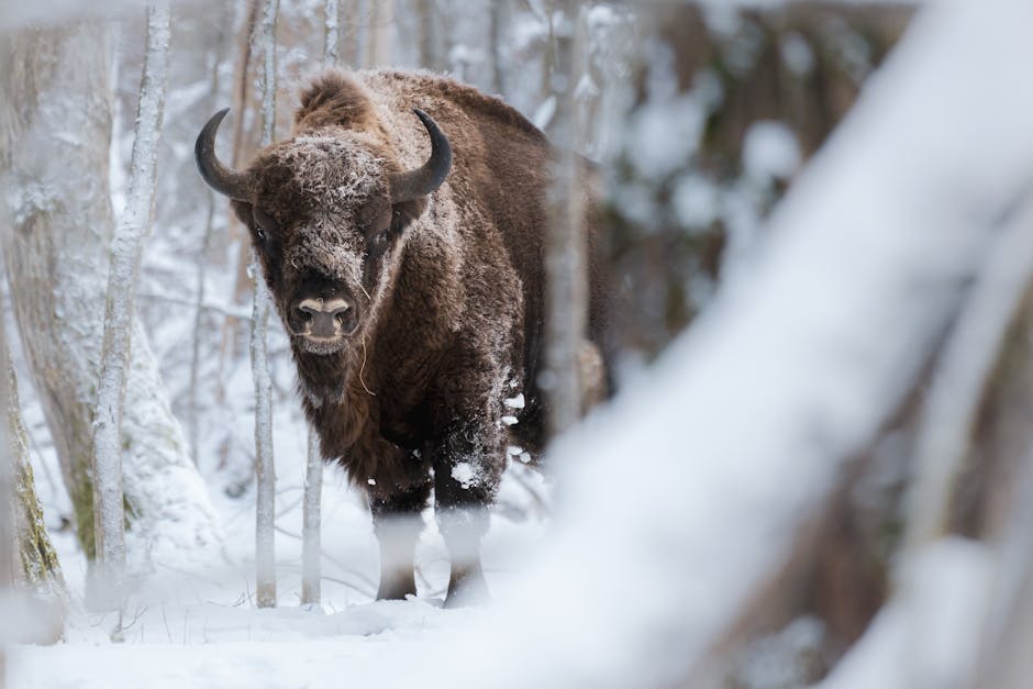 Białowieża Forest bison