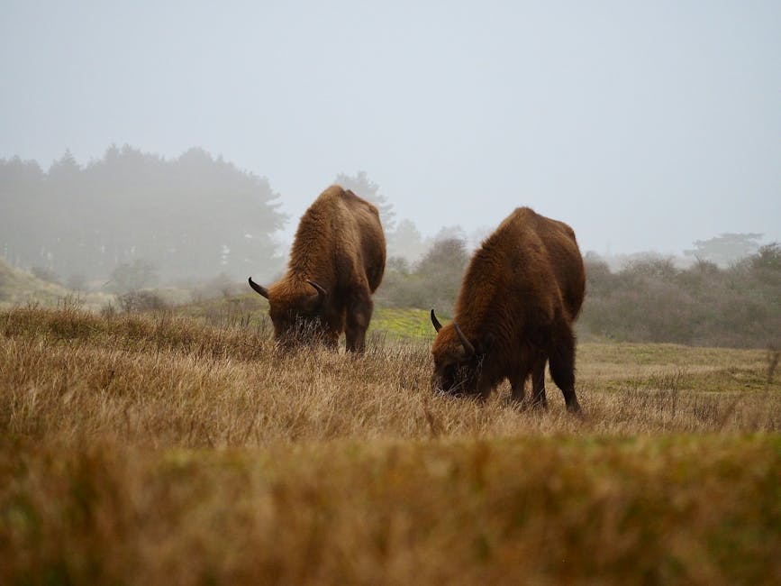 Białowieża Forest bison misty morning