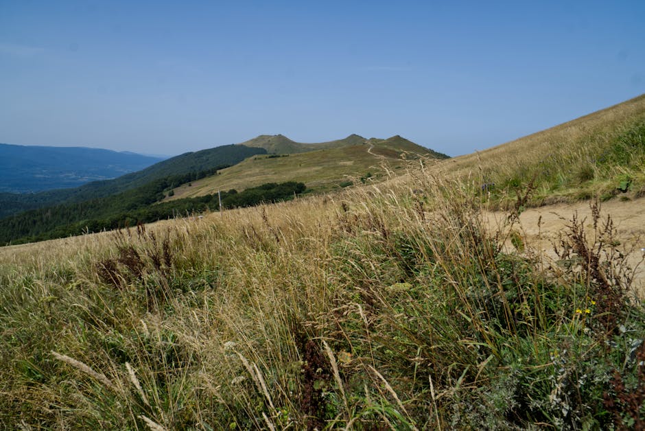 Bieszczady mountain landscape with wild horses
