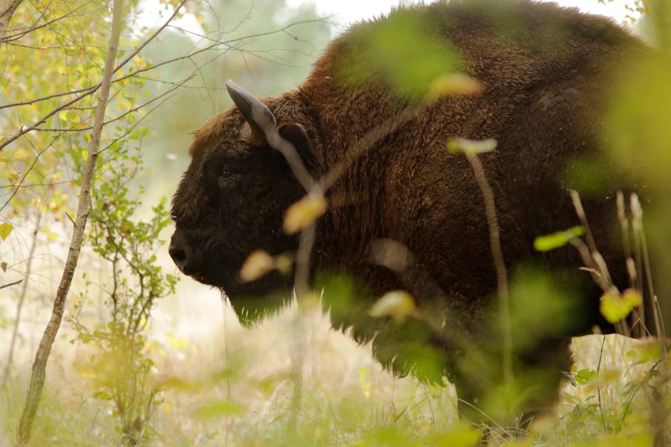 bison belarusian forest