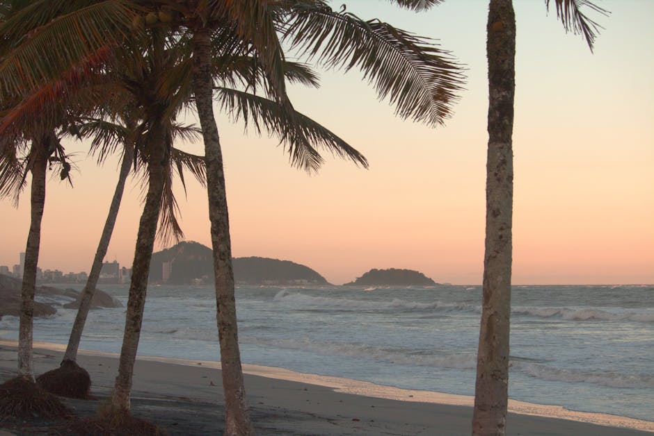 Brazilian beach sunset palms