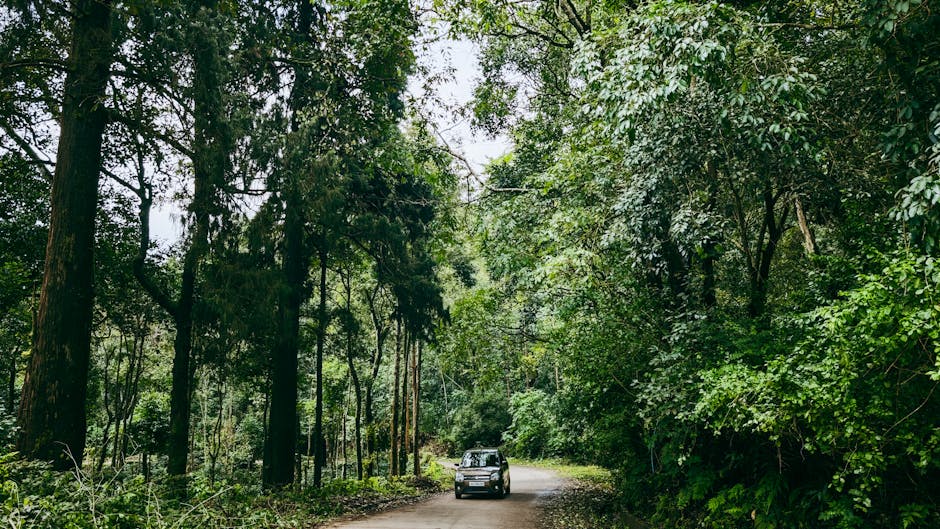 Driving through Black Forest road