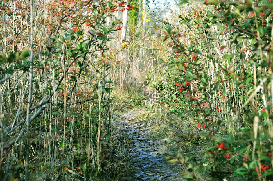 Forest path with sunlight and berries