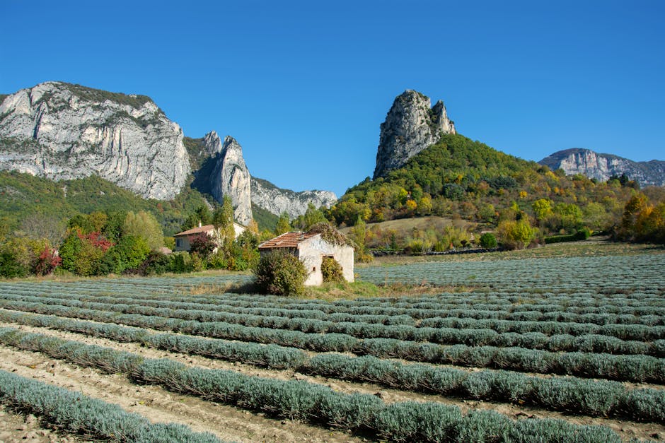 French countryside lavender fields