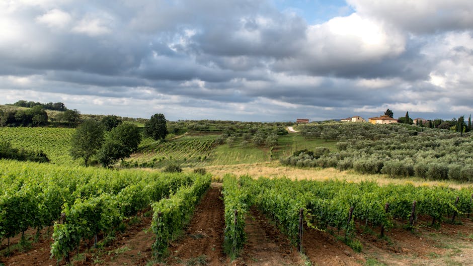 Friends drinking wine in Tuscan vineyard