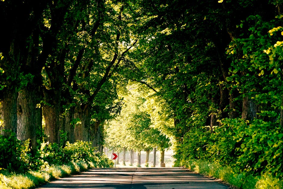 German forest path sunny