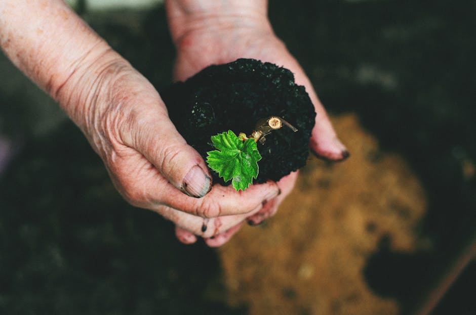 hands holding small plant hope