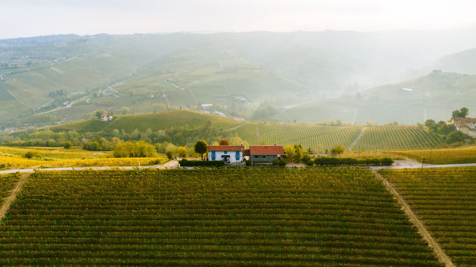 Italian rolling hills vineyard autumn