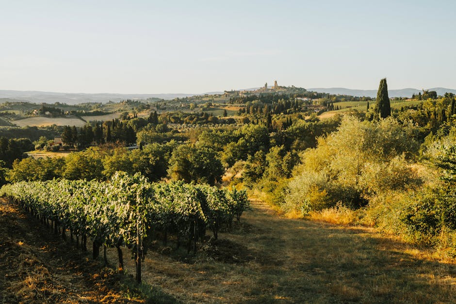 Italian vineyard smart farming