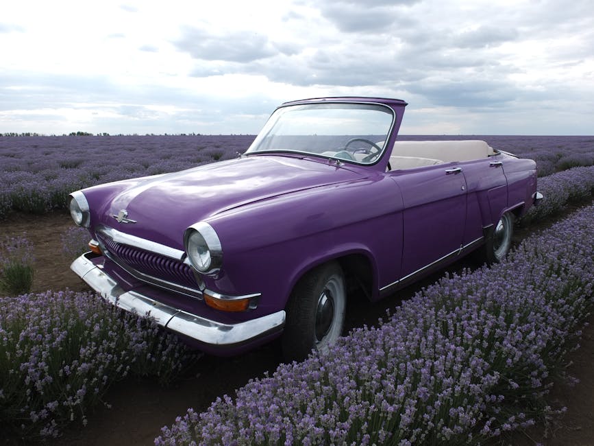 lavender field road trip