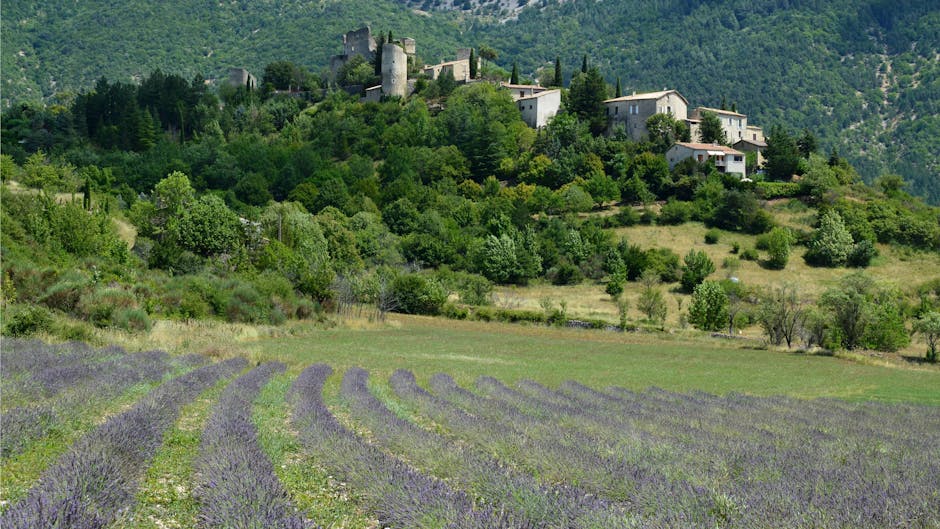 Lavender fields Provence village
