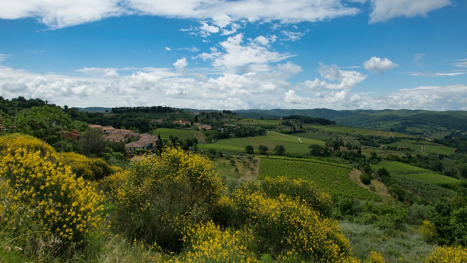 Lush Tuscan hills vineyard