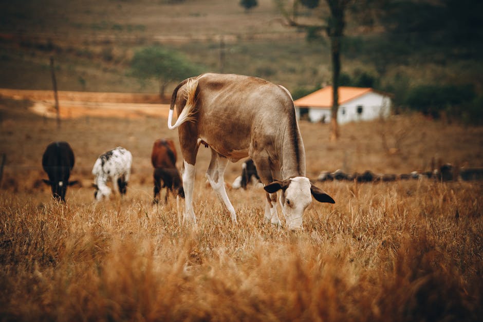 Minas Gerais farm kitchen
