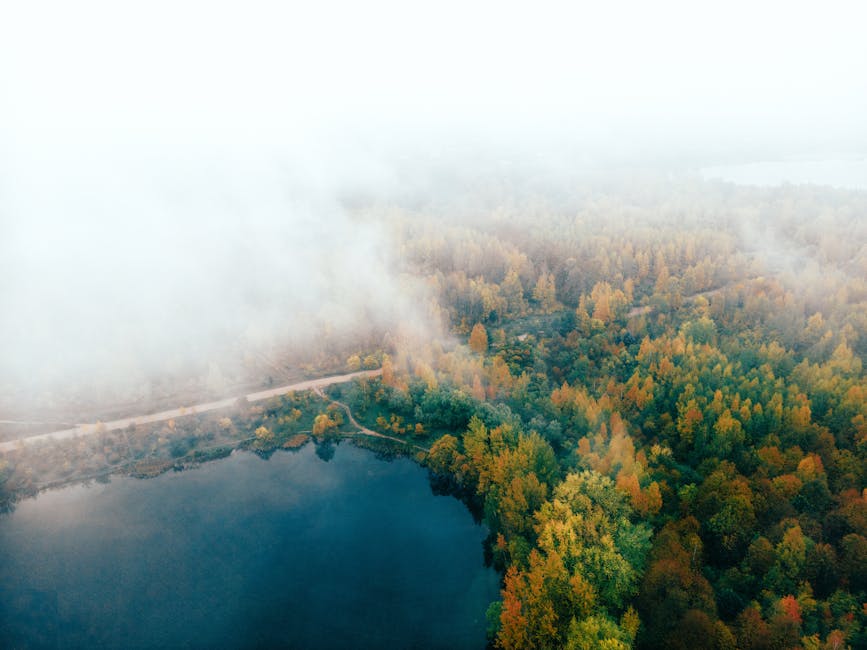 Misty forest path Belarus