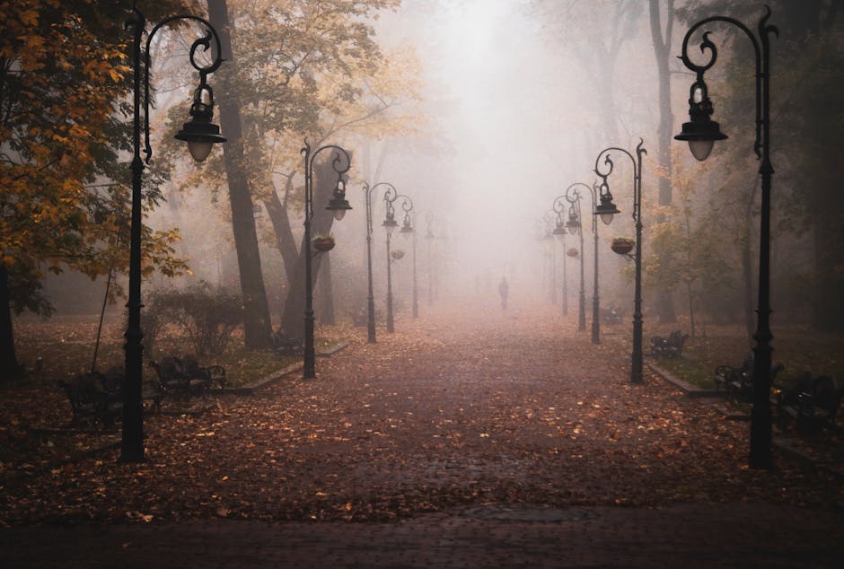 Misty forest path Ukraine