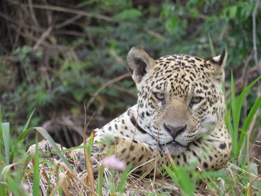 Pantanal Jaguar wildlife close-up