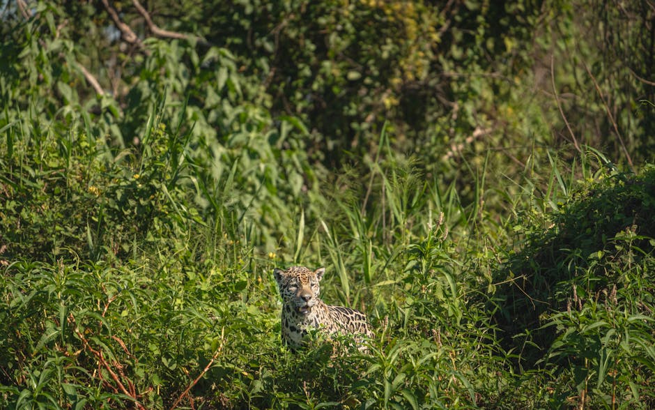 Pantanal wildlife jaguars