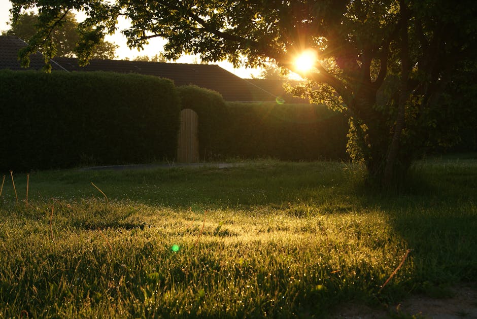 peaceful morning sunlight home