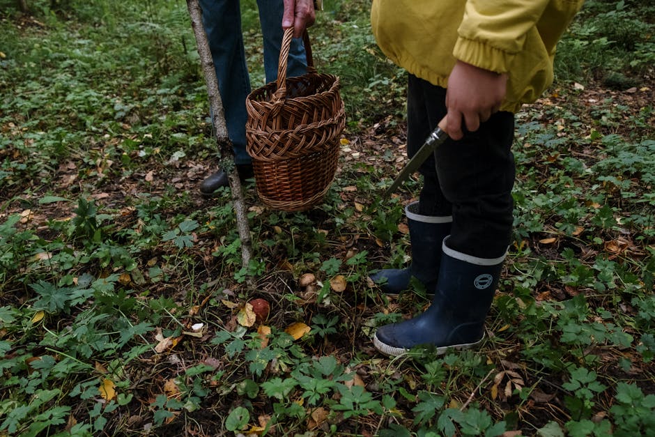 People foraging for mushrooms forest