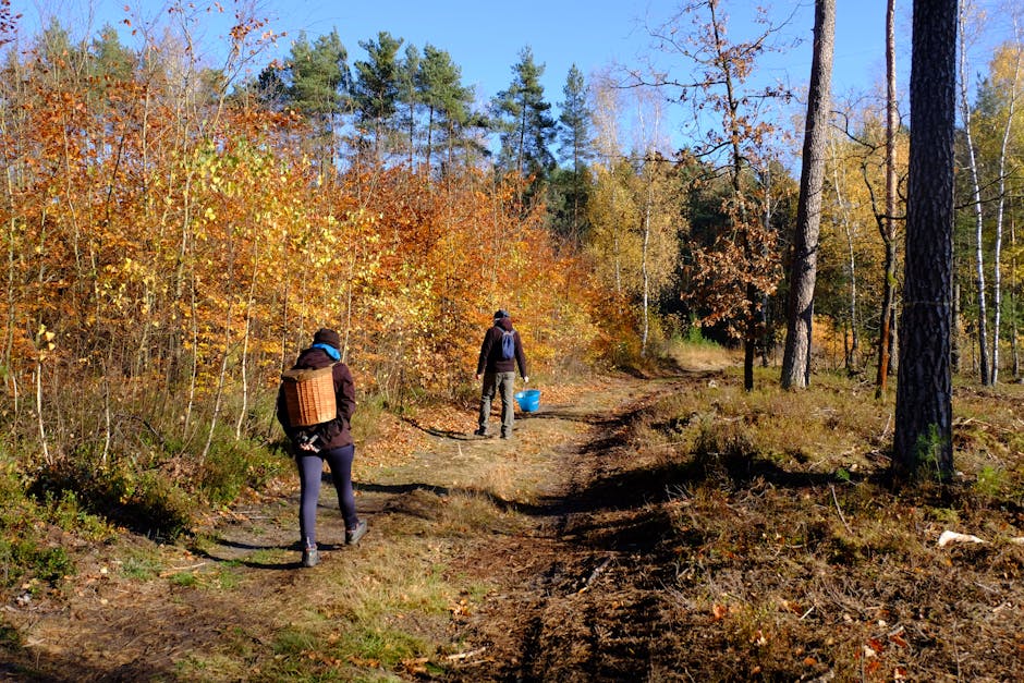 People hiking in autumn forest