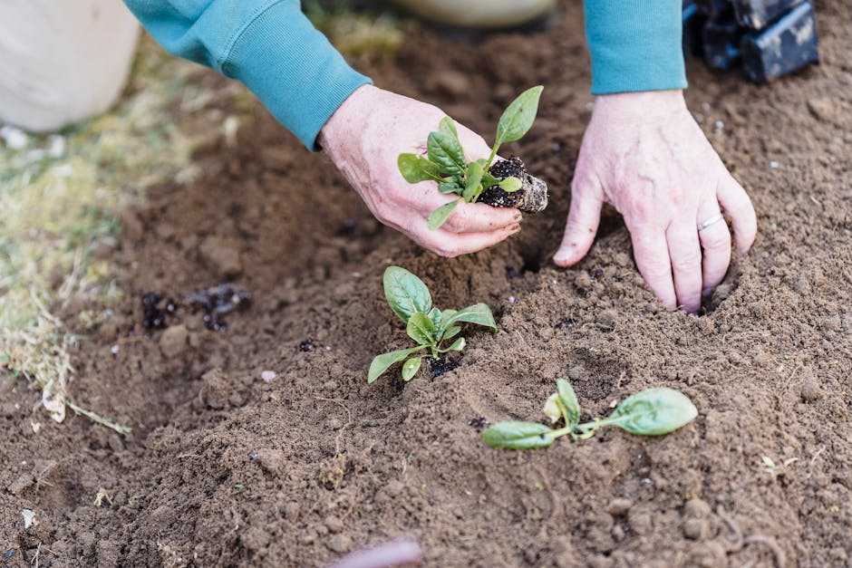 person gardening hands in soil