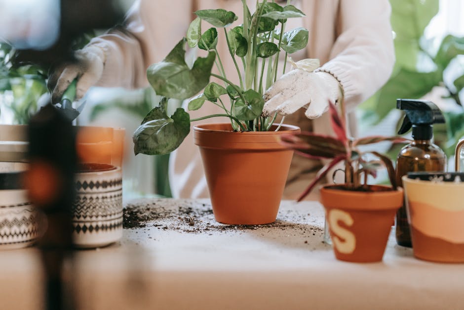 person watering a small potted plant in a sunny room