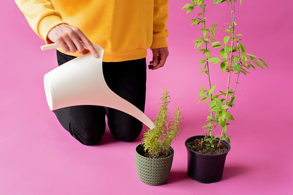 person watering indoor plants