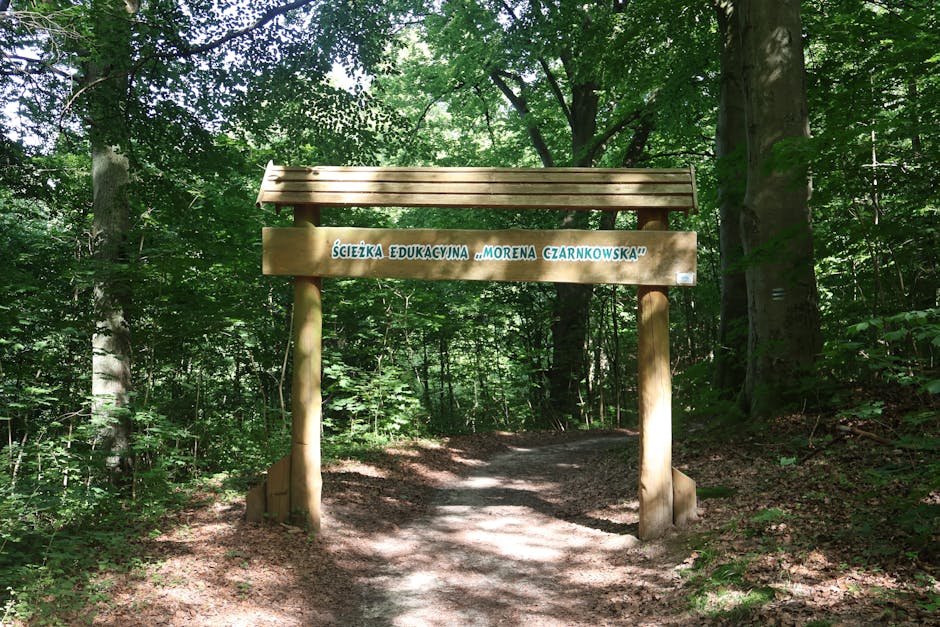 polish forest nature walk