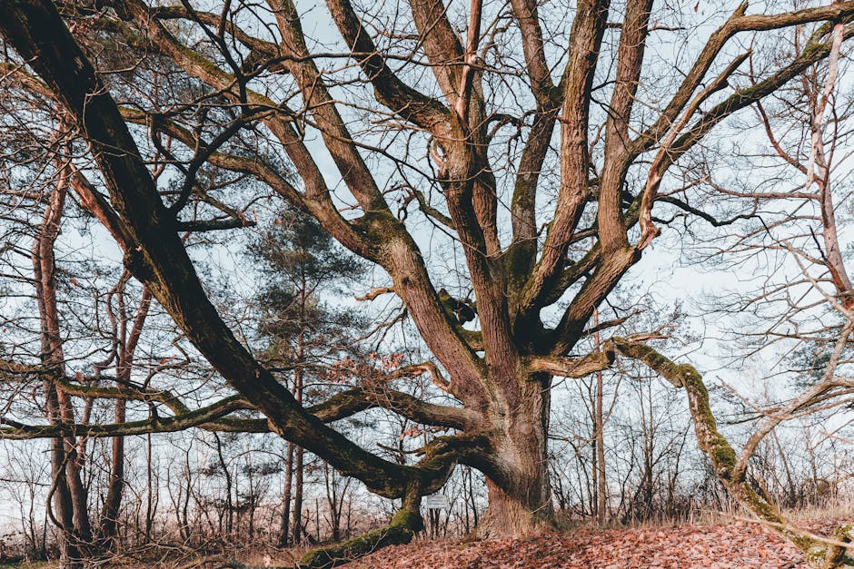 Puszcza Białowieska ancient forest