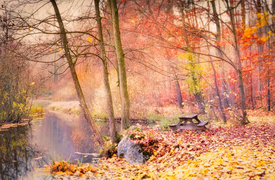 Roztocze forest river autumn