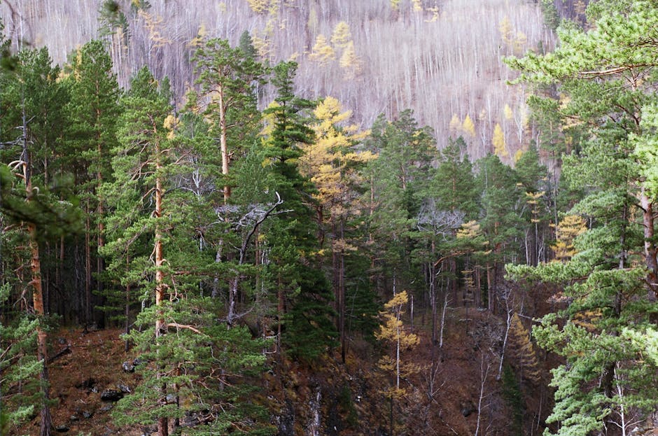 Siberian taiga autumn colors