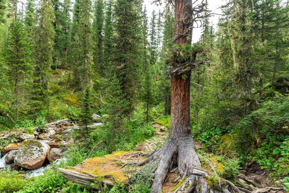 Siberian taiga forest food