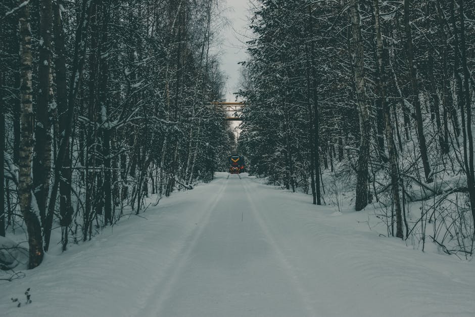 trans-siberian railway passing through forest