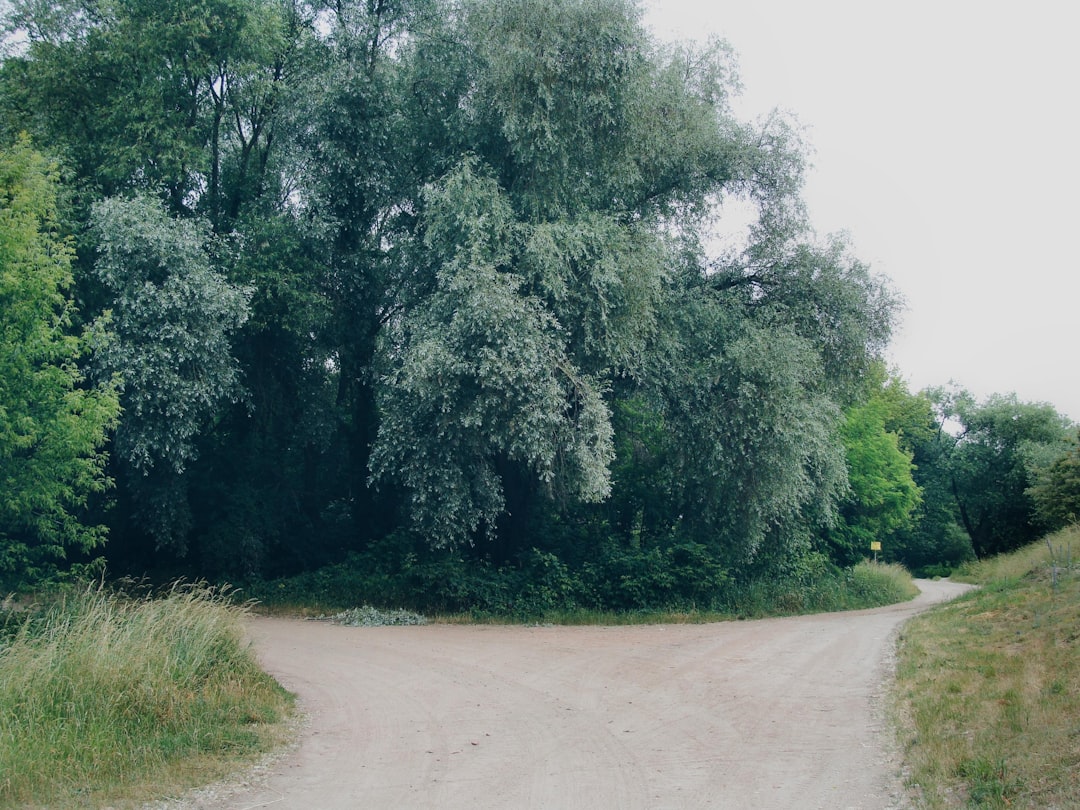 two paths fork decision