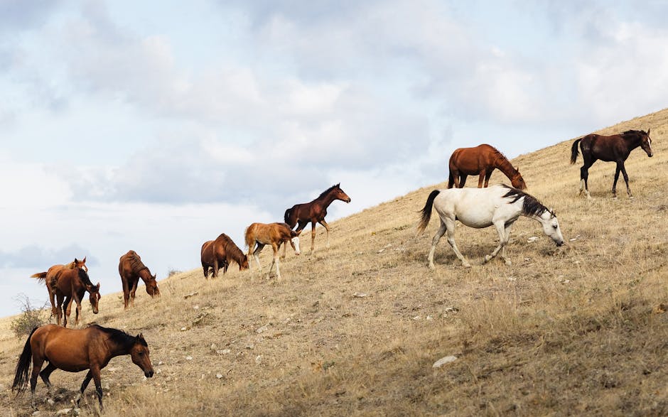 Ukrainian steppe landscape wild horses