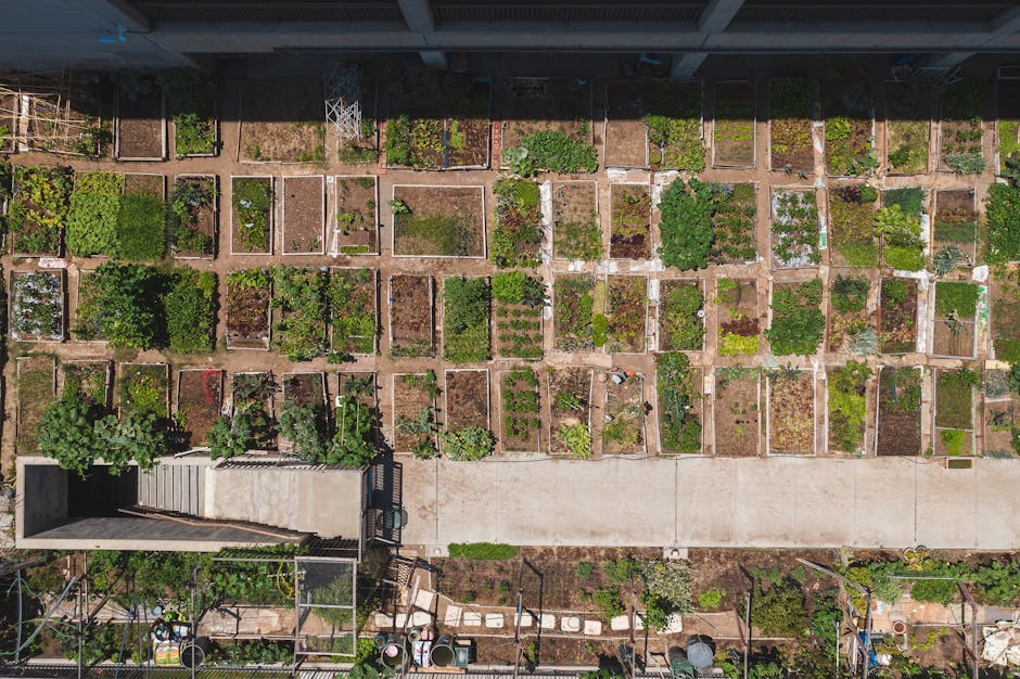 Urban vegetable garden community Brazil