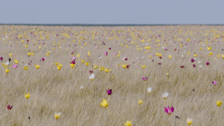 Wild Ukrainian steppe wildflowers