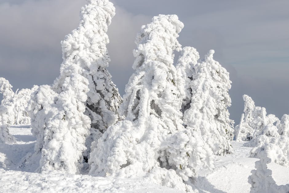 Winter forest with snow-covered trees